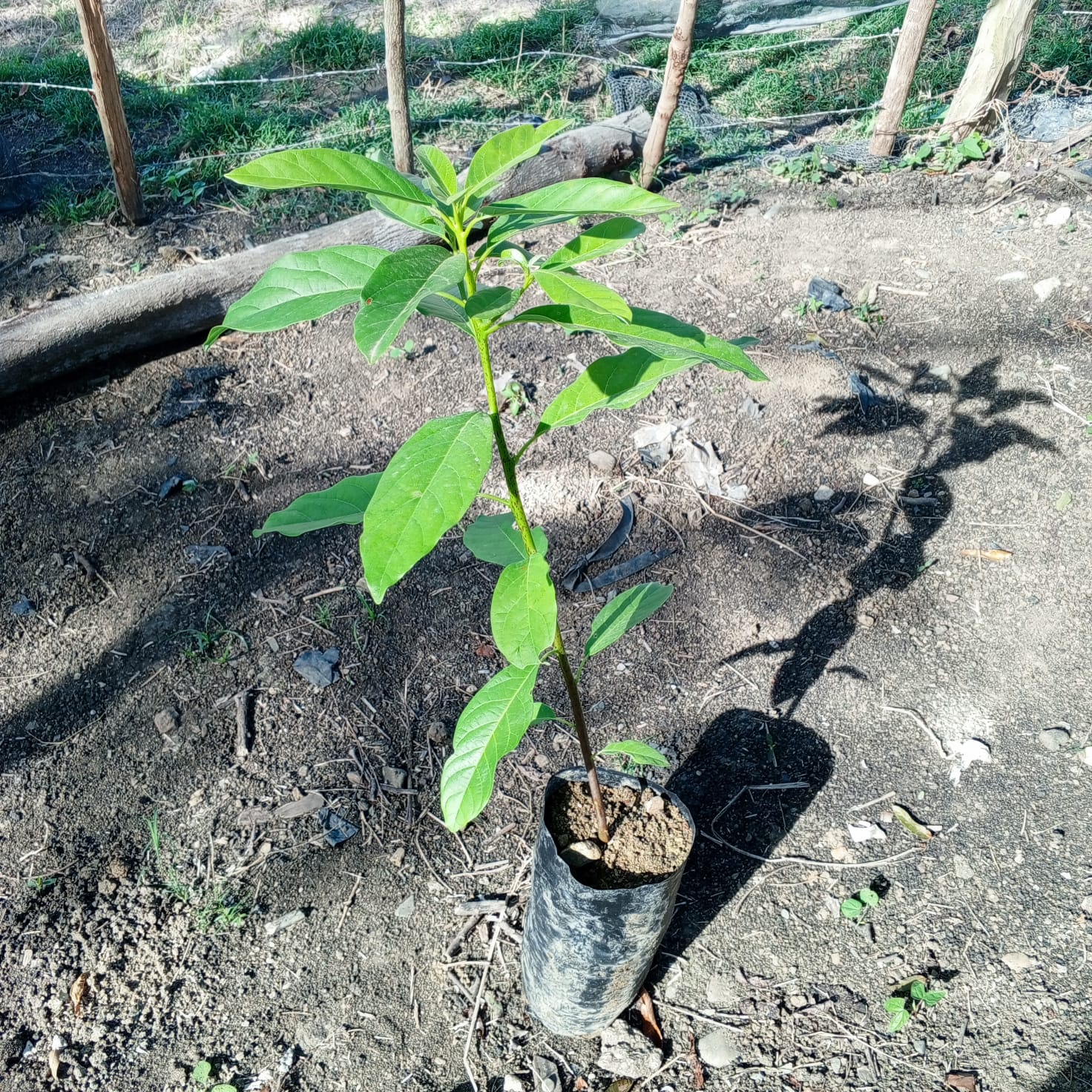 Fotografía de planta de Aguacate criollo - imagen 2 de 2