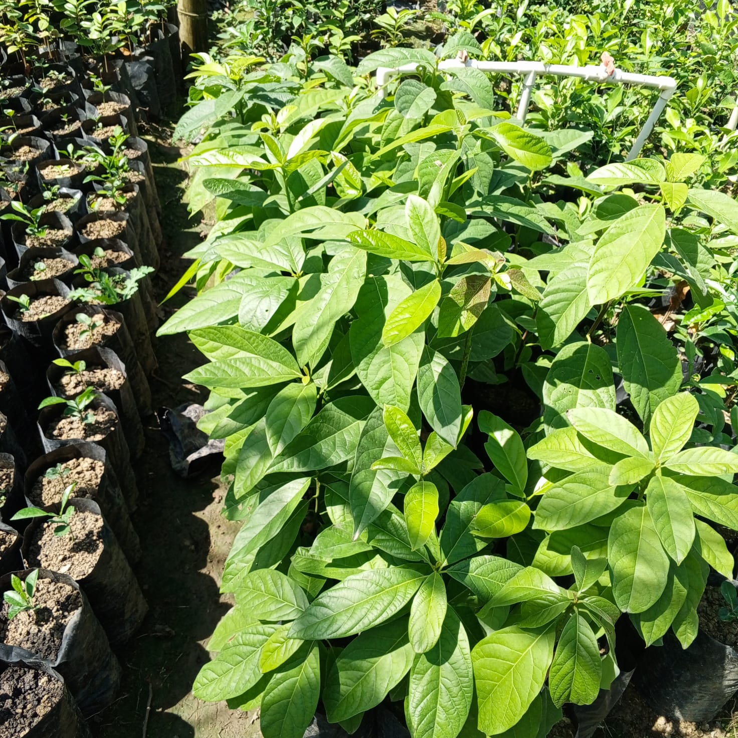 Fotografía de planta de Aguacate Hass - imagen 1 de 1