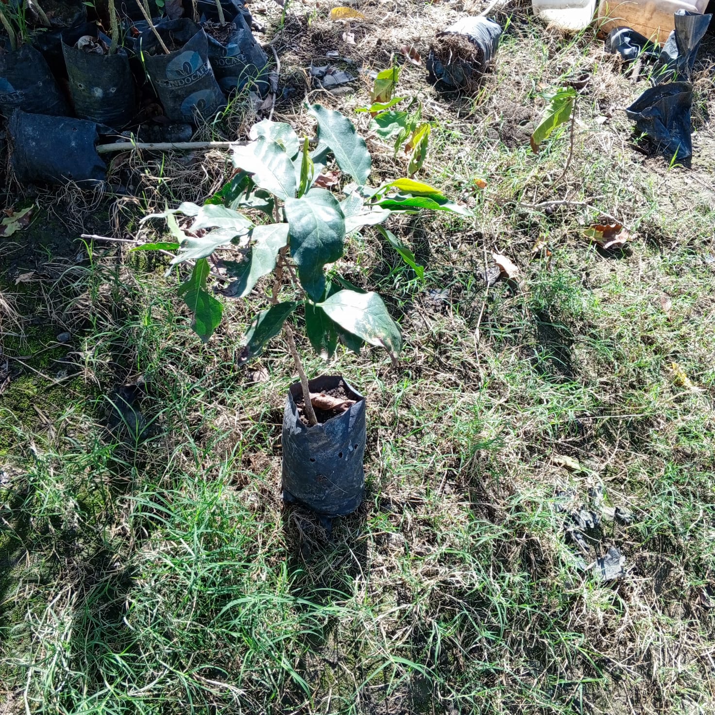 Fotografía de planta de Café Catimor - imagen 2 de 2
