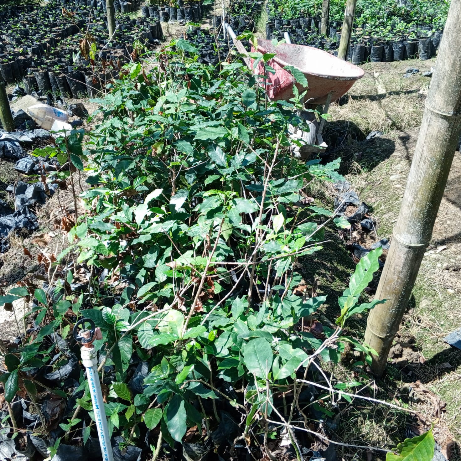 Planta de Café Catimor - Vivero Agroforestal Guazumal