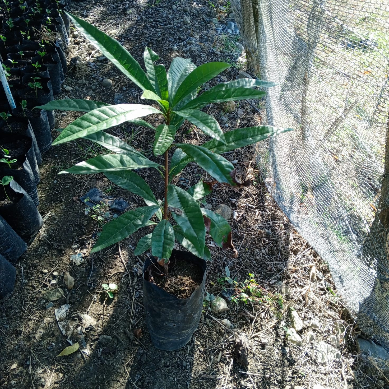 Planta de Canistel - Vivero Agroforestal Guazumal