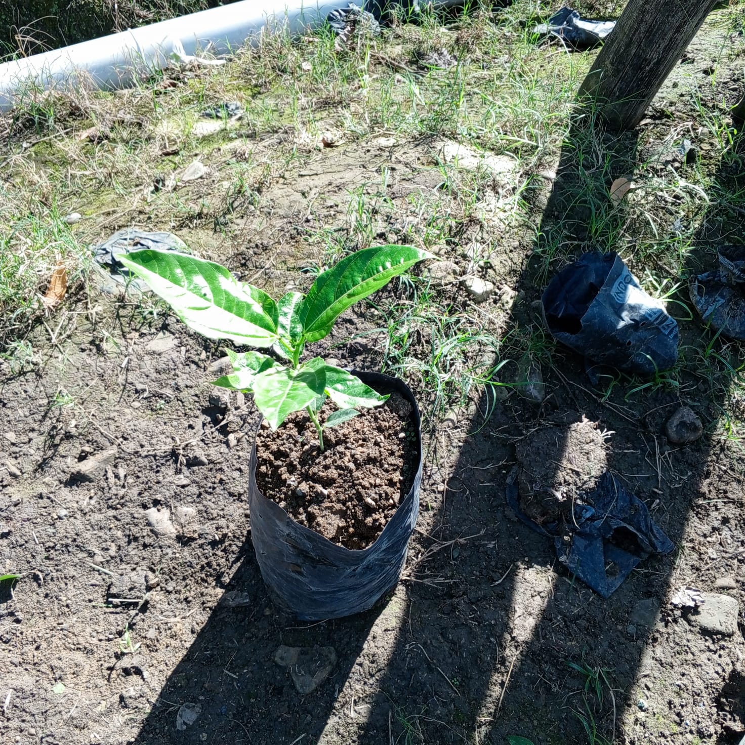 Planta de Chinola - Vivero Agroforestal Guazumal