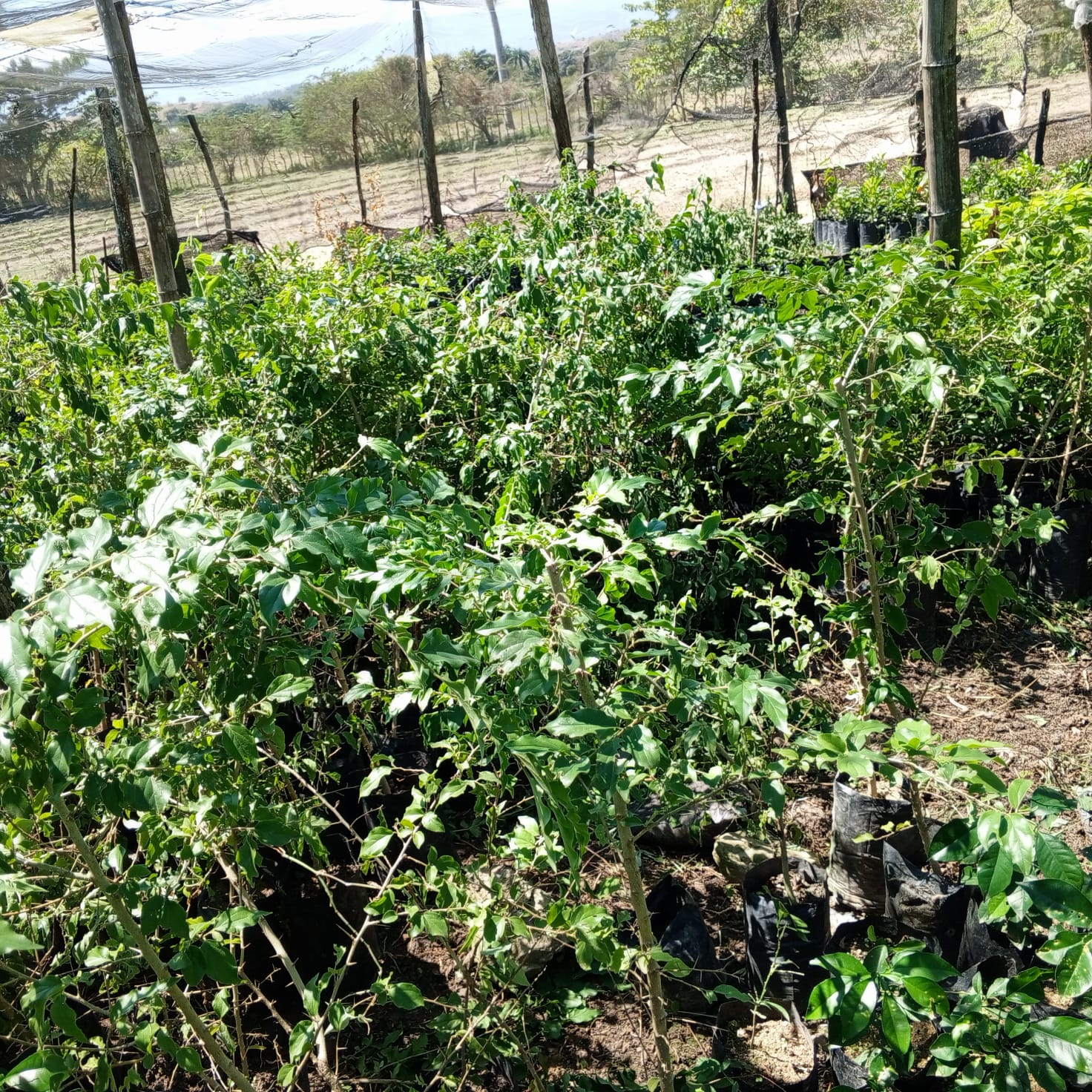 Planta de Cranberry - Vivero Agroforestal Guazumal