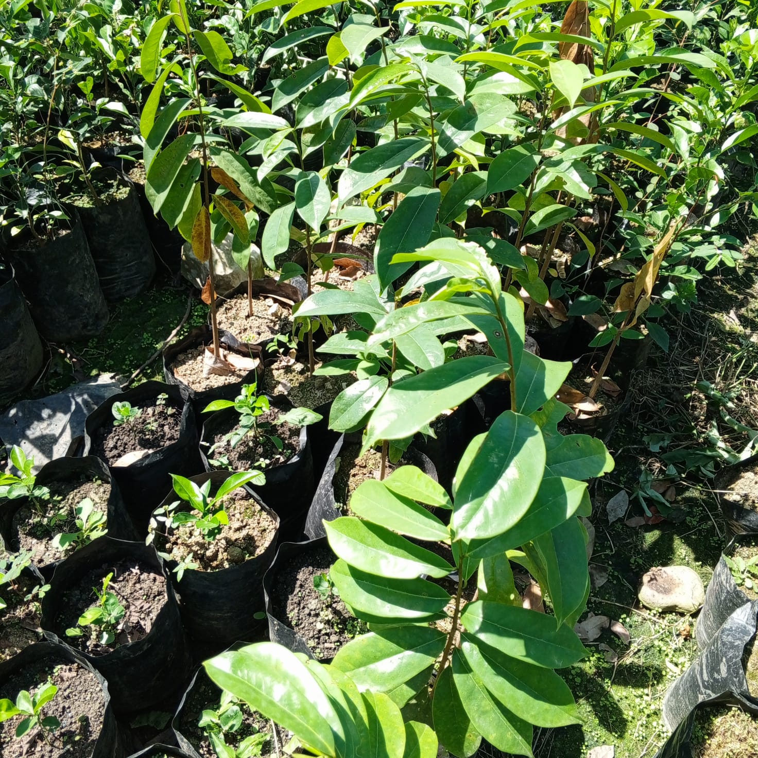 Planta de Guanábana - Vivero Agroforestal Guazumal