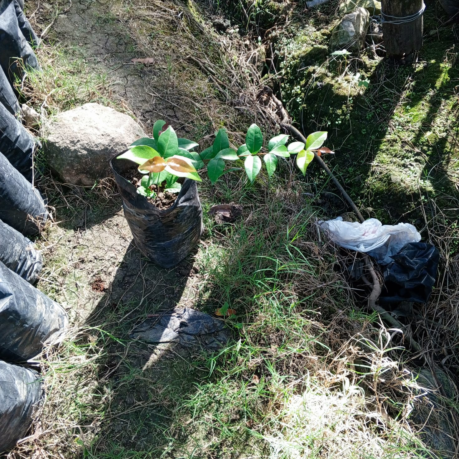 Planta de Jambolán - Vivero Agroforestal Guazumal