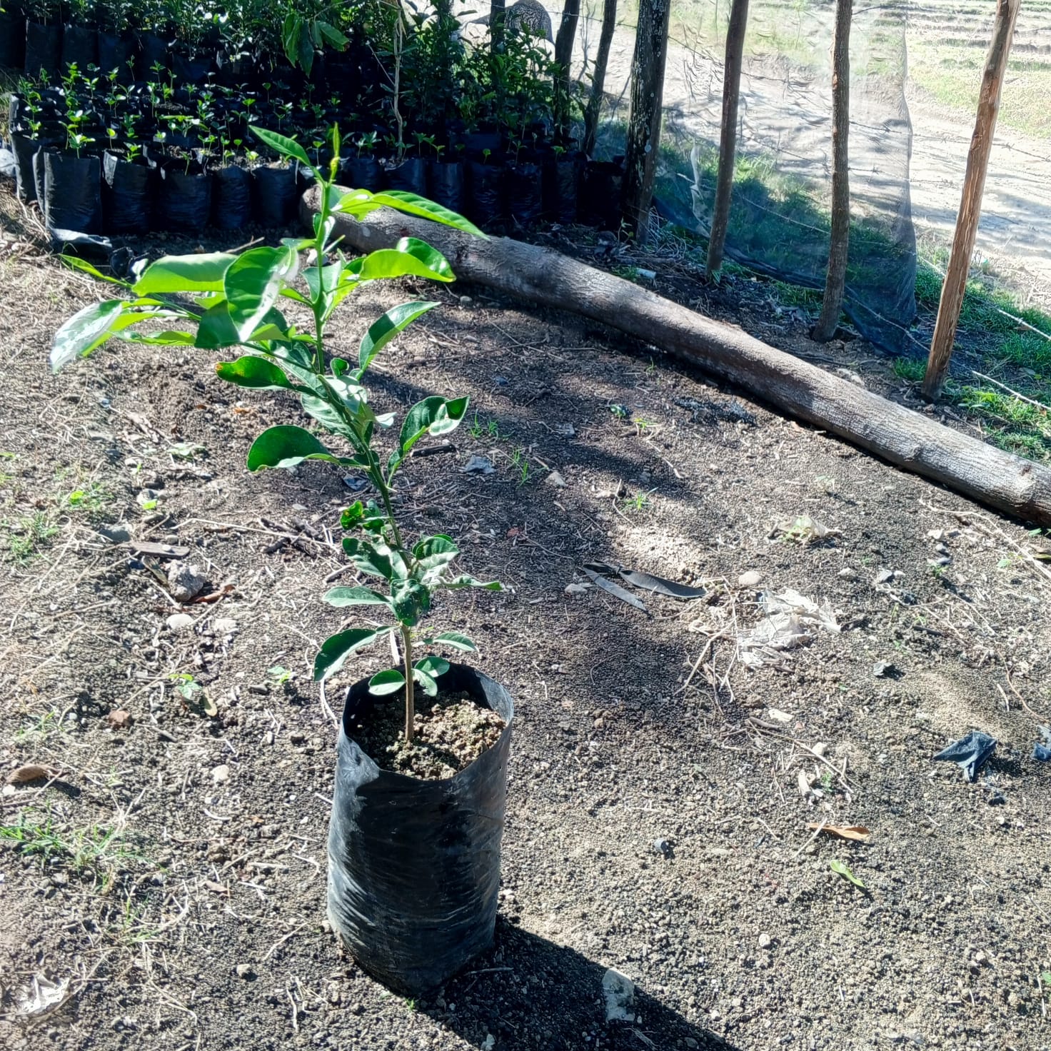 Fotografía de planta de Naranja Agria - imagen 2 de 2