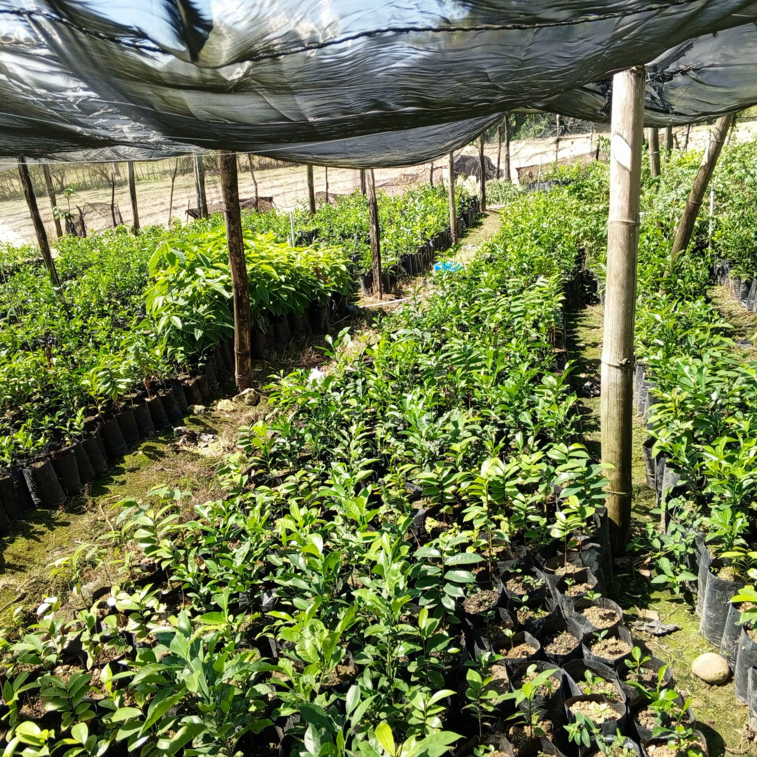 Planta de Naranja Agria - Vivero Agroforestal Guazumal