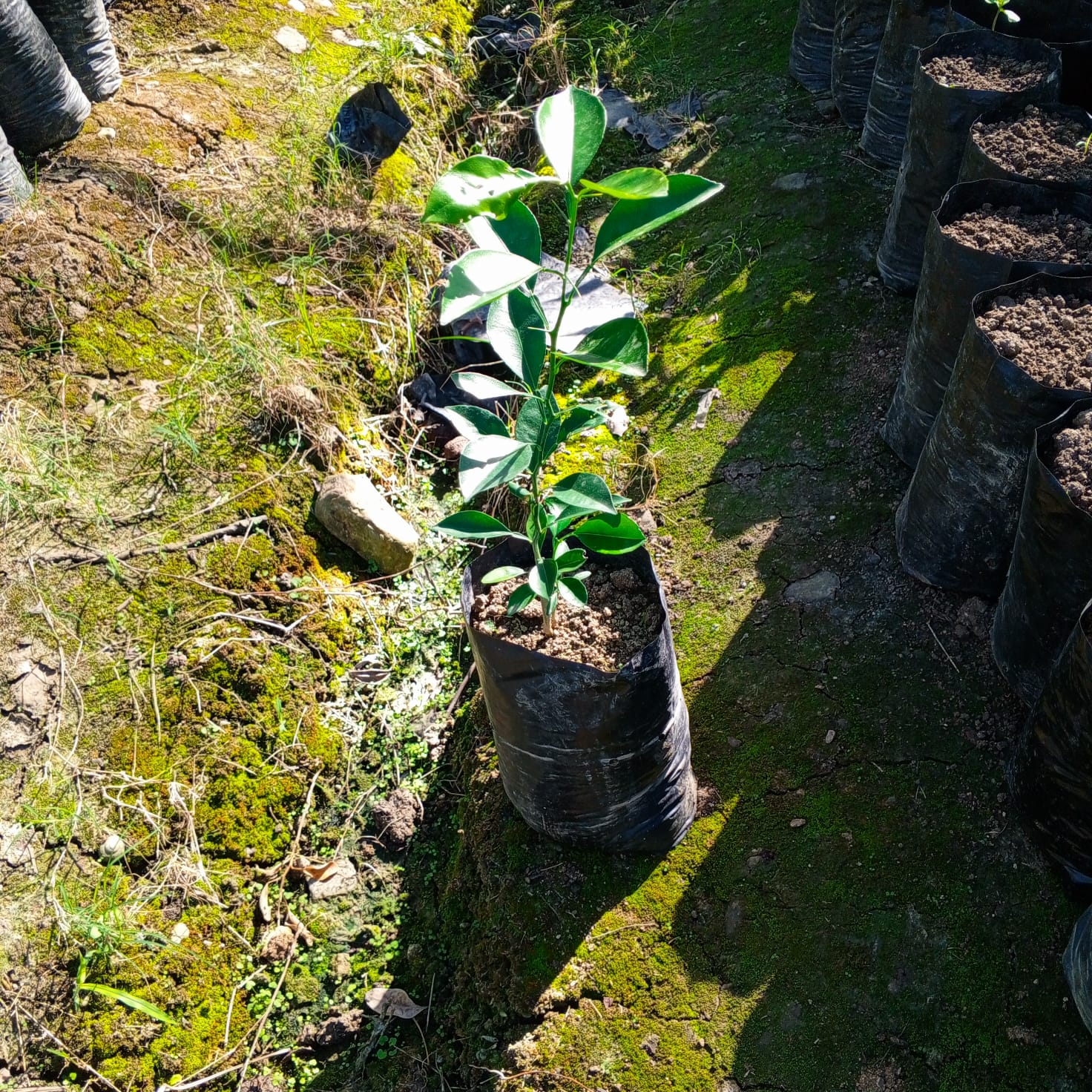 Planta de Naranja dulce o China - Vivero Agroforestal Guazumal