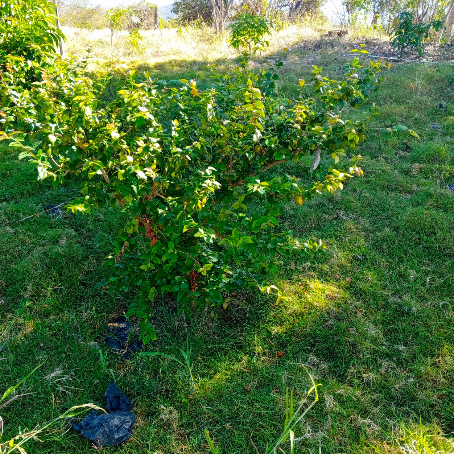Planta de Pitanga - Vivero Agroforestal Guazumal