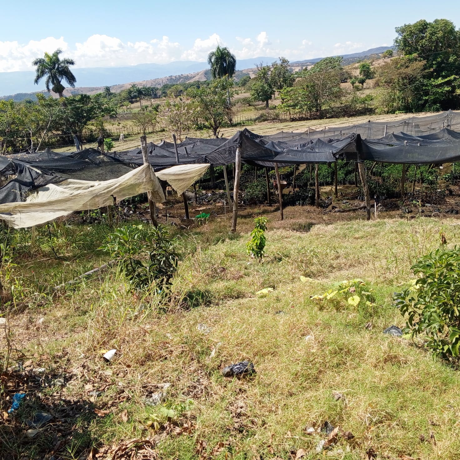 Vivero de plantas frutales Agroforestal Guazumal en República Dominicana
